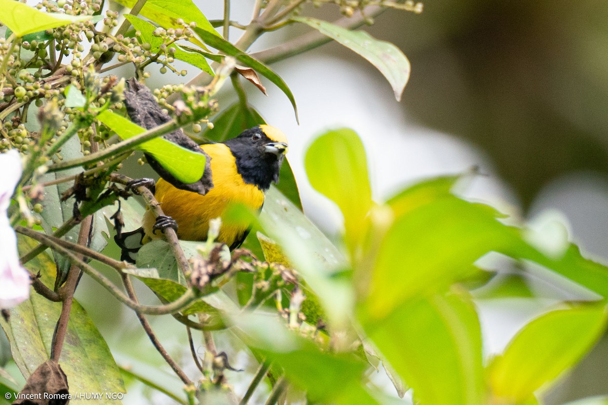 Orange-bellied Euphonia - ML626975297