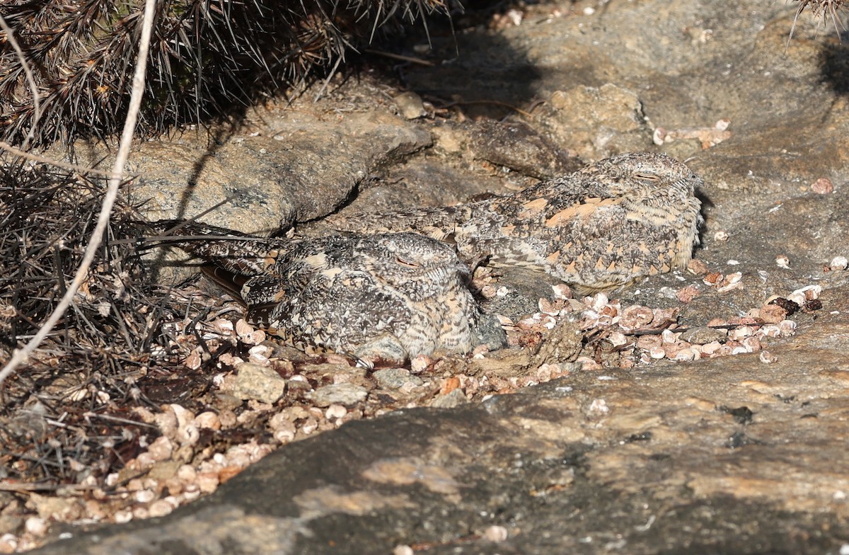 Pygmy Nightjar - ML626975342