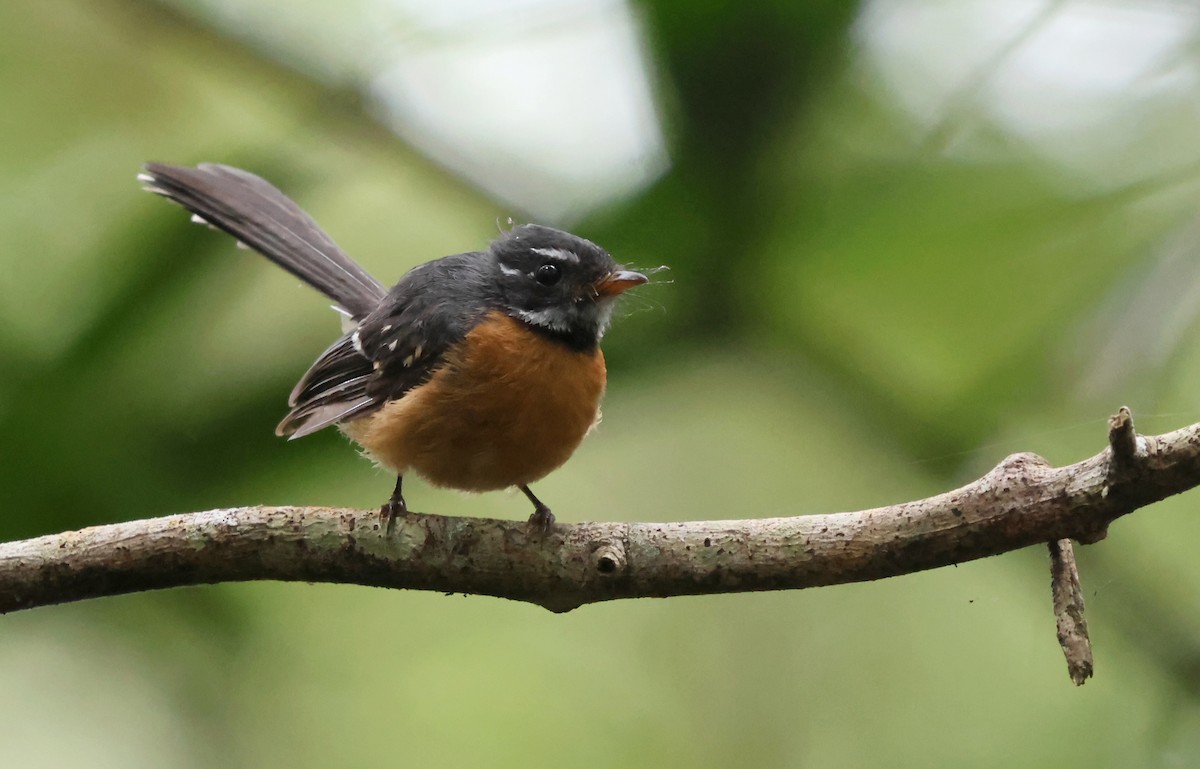 Chestnut-bellied Fantail - ML626975412