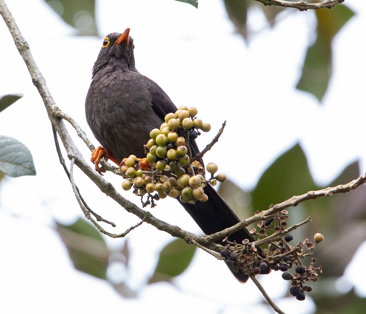 Great Thrush - ML626975457