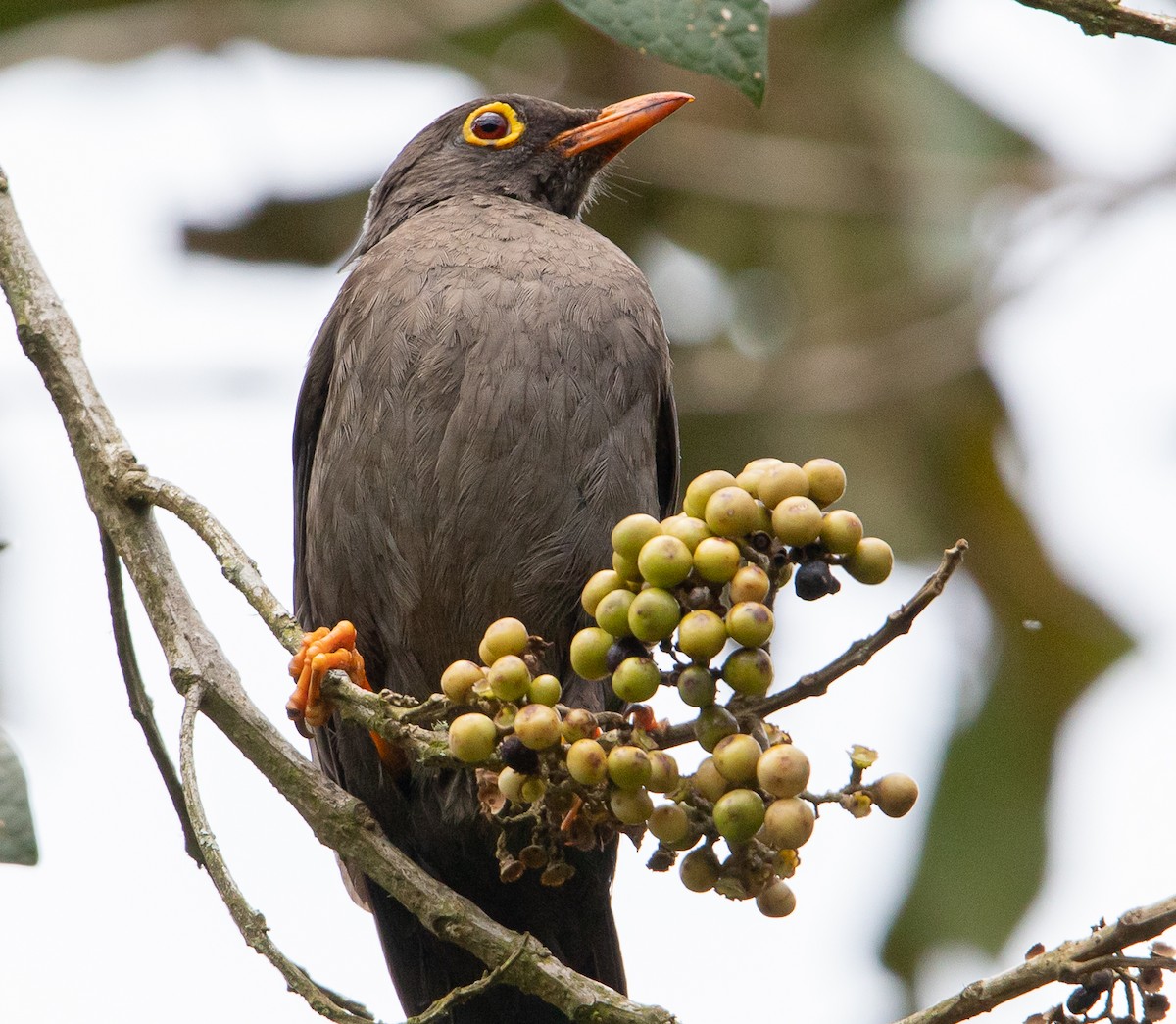 Great Thrush - ML626975464