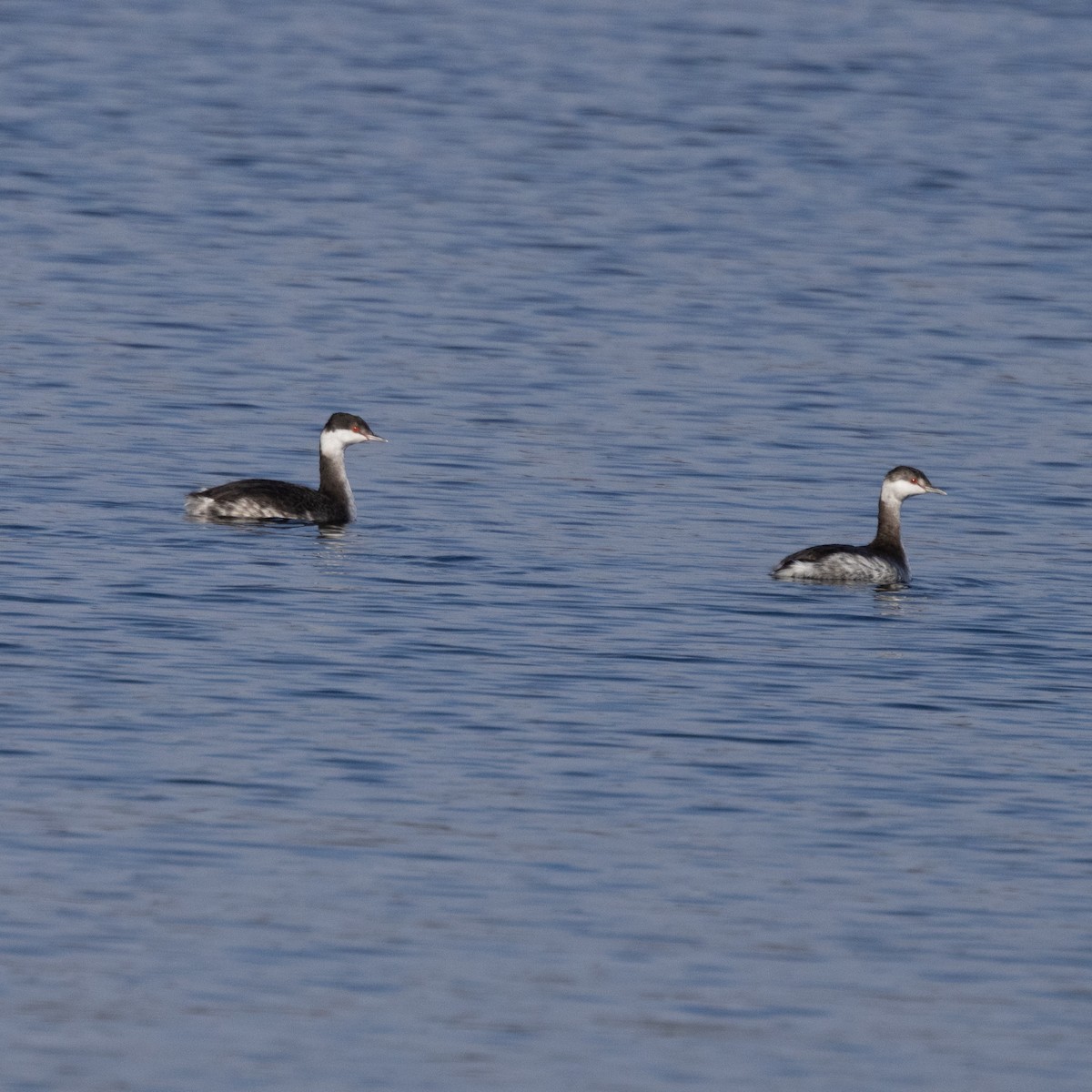Horned Grebe - ML626975599