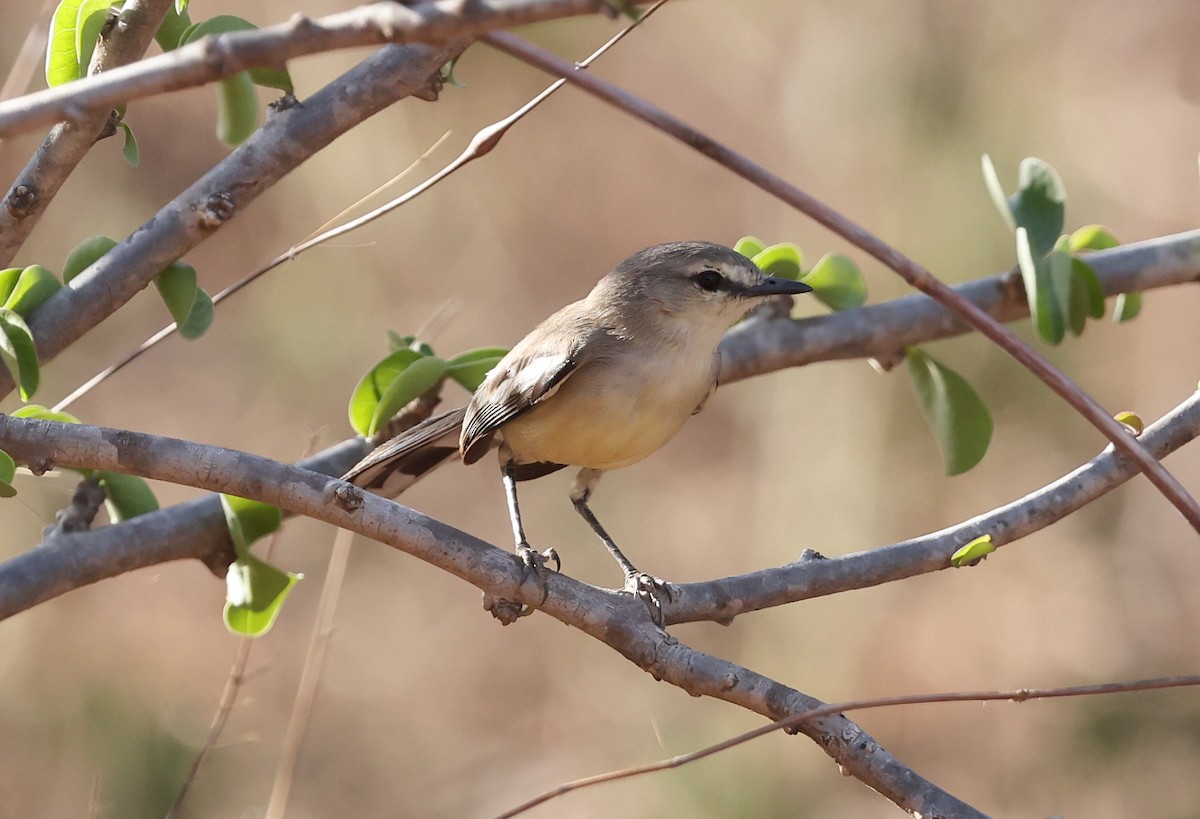 Bahia Wagtail-Tyrant - ML626975618