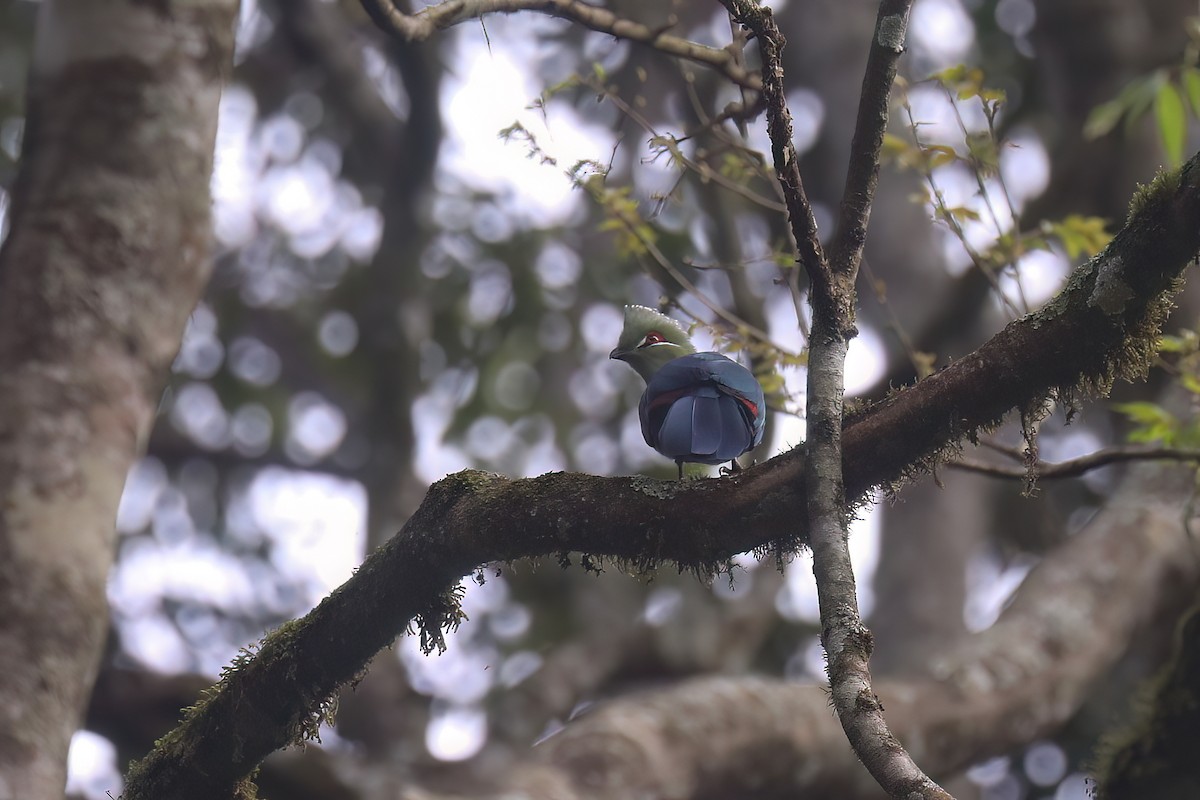 Black-billed Turaco - ML626975673