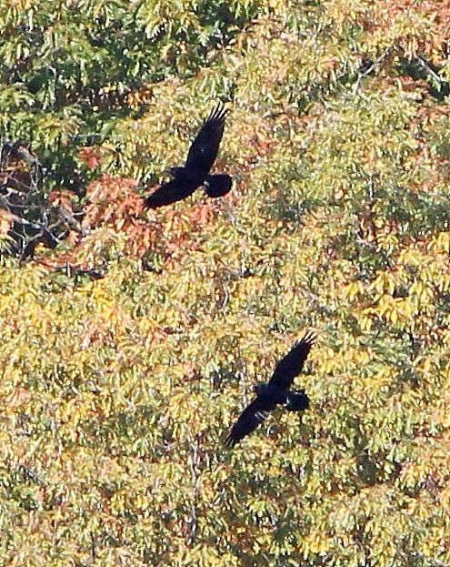 Common Raven - ML626975728