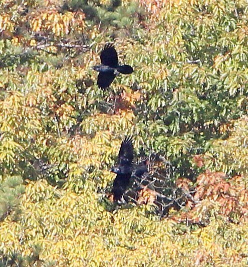 Common Raven - ML626975740