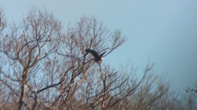 Golden Eagle - ML626975794