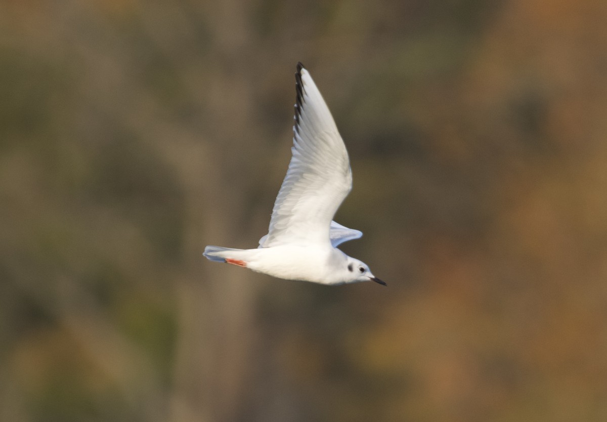 Bonaparte's Gull - ML626975822