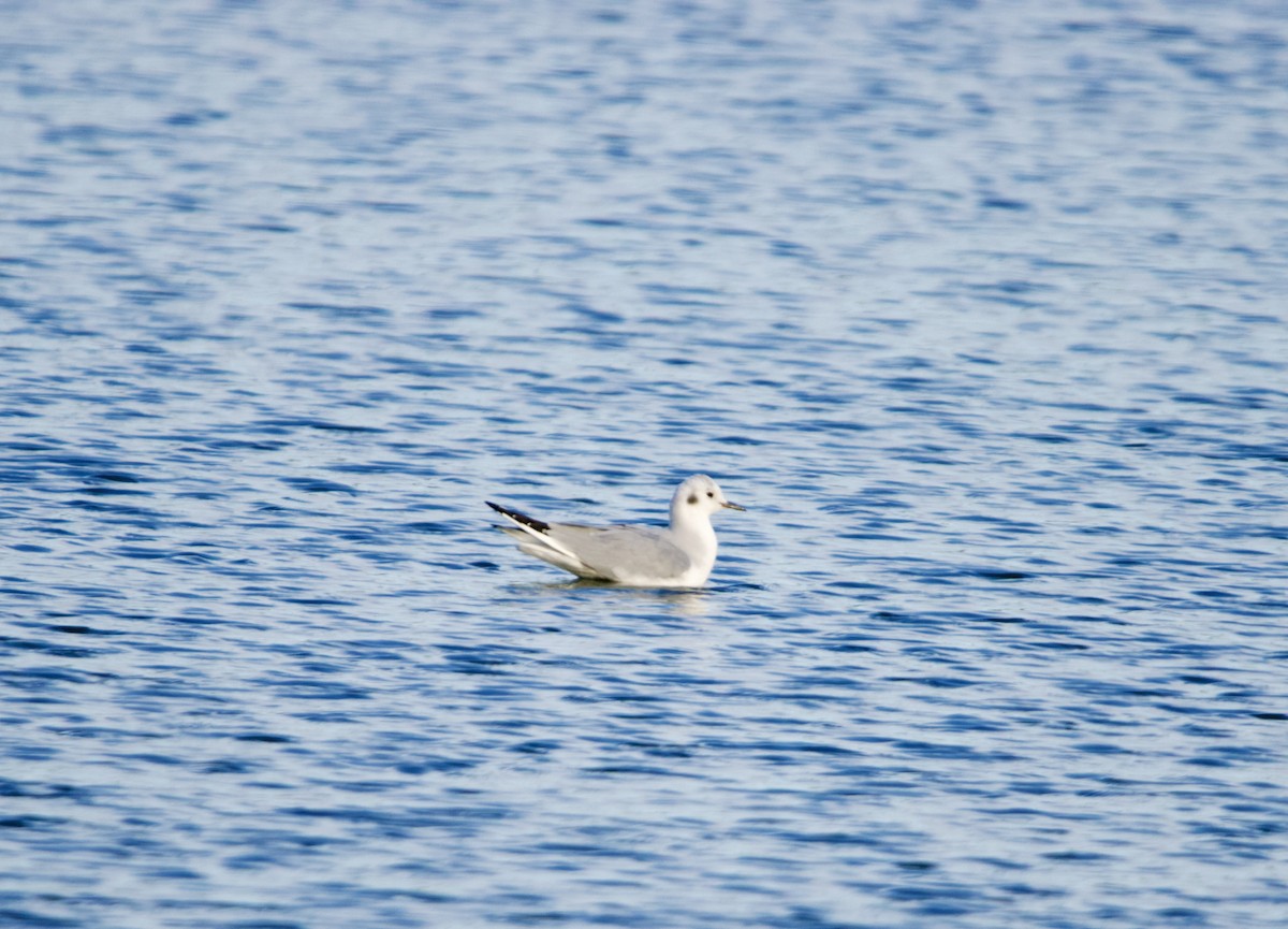 Bonaparte's Gull - ML626975823