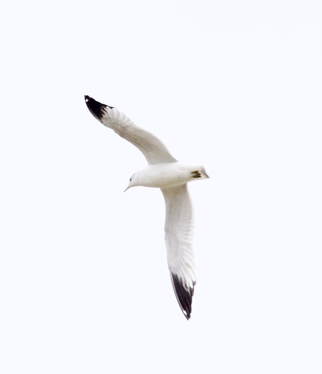 Ring-billed Gull - ML626975871