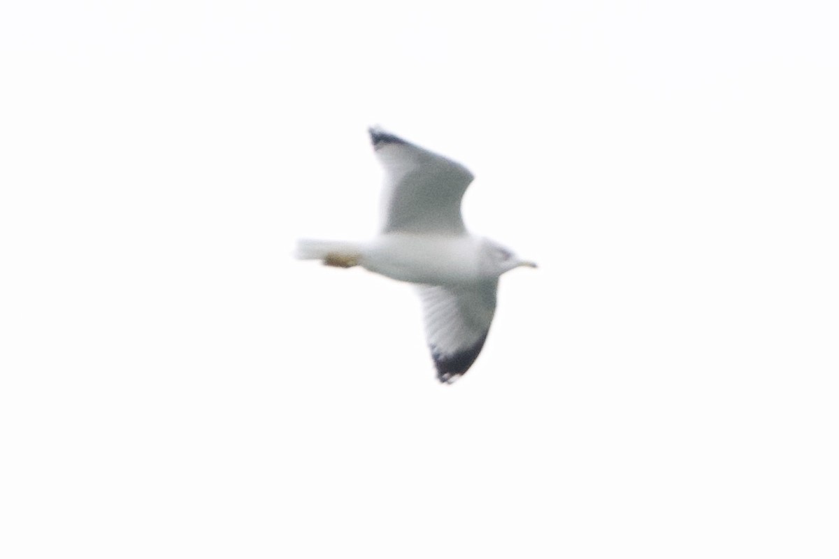 Ring-billed Gull - ML626975872