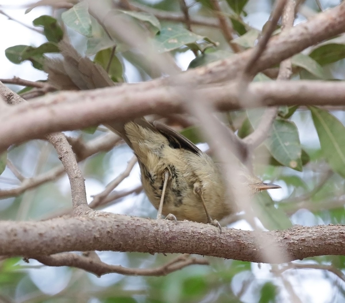 Malagasy Brush-Warbler - ML626975899
