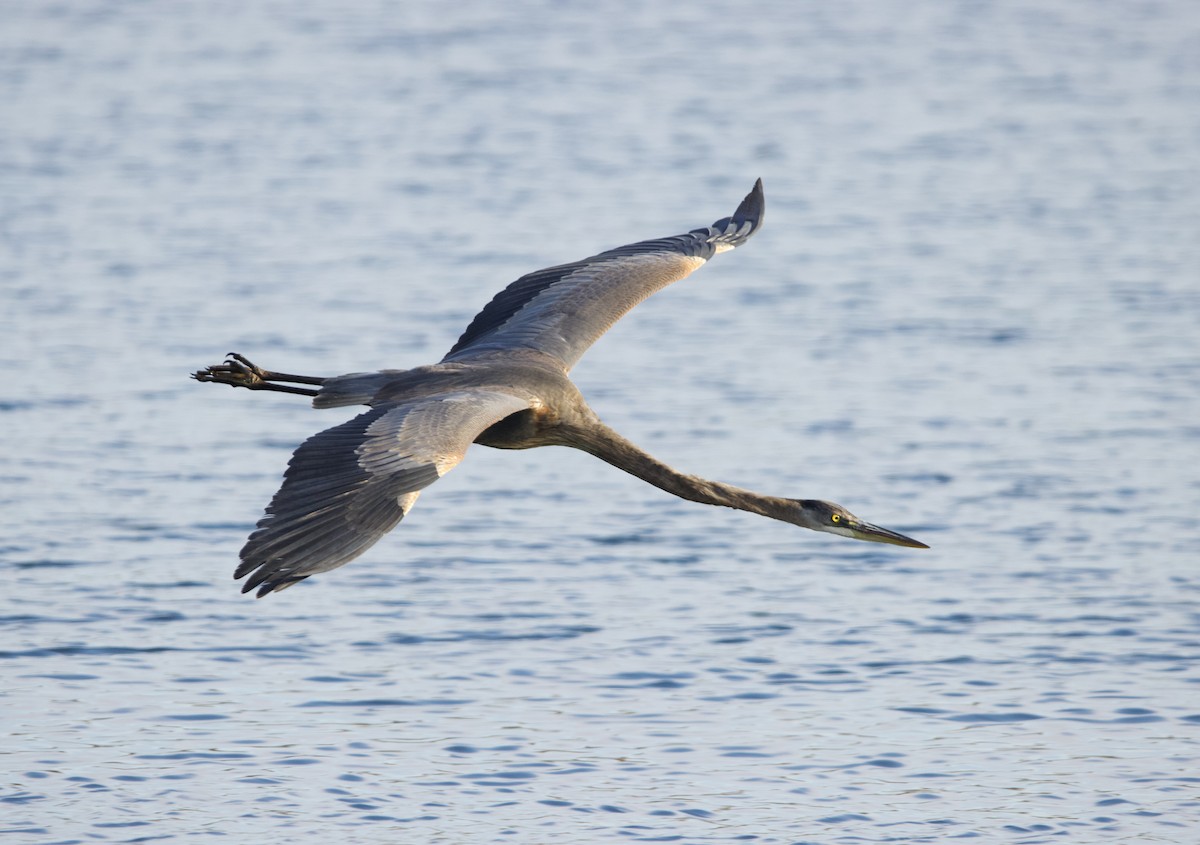 Great Blue Heron - ML626975936