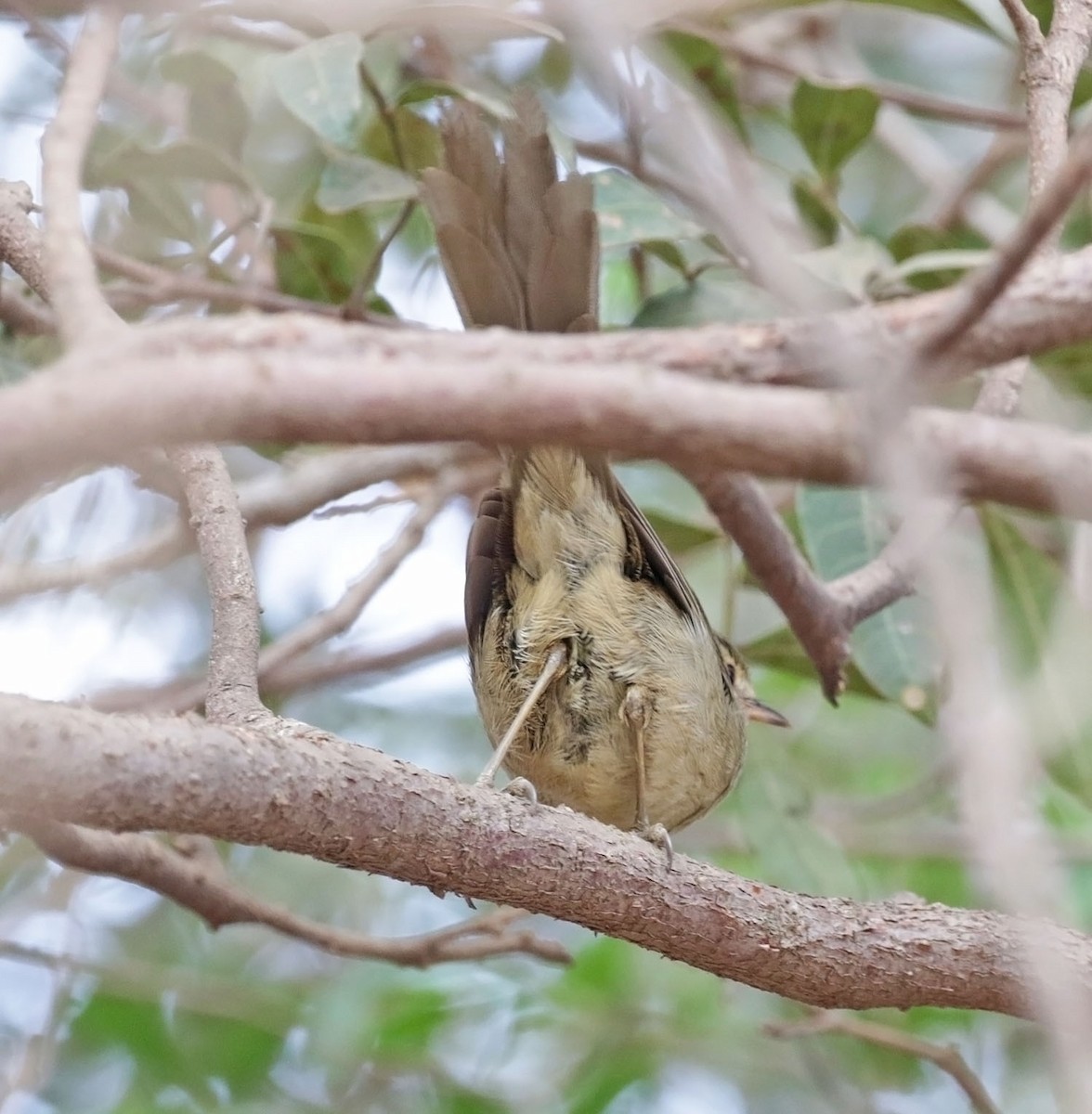Malagasy Brush-Warbler - ML626976036