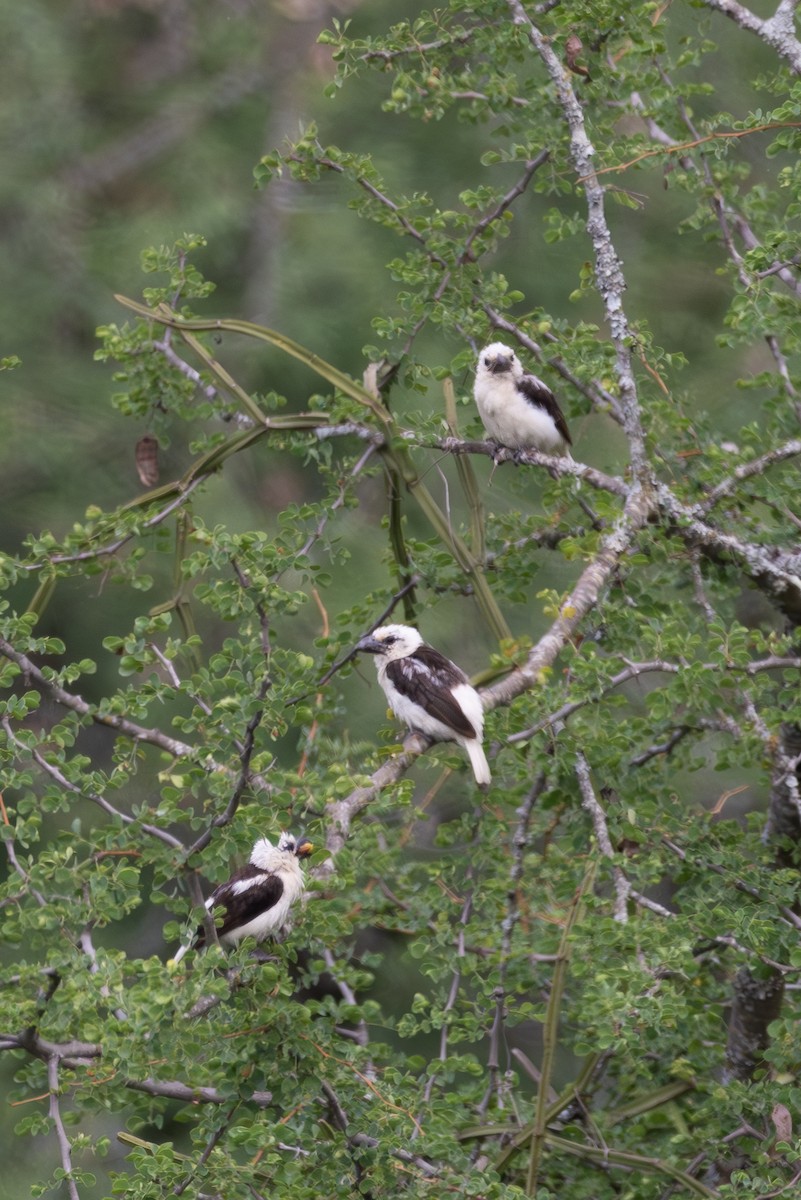 Weißkopf-Bartvogel - ML626976210