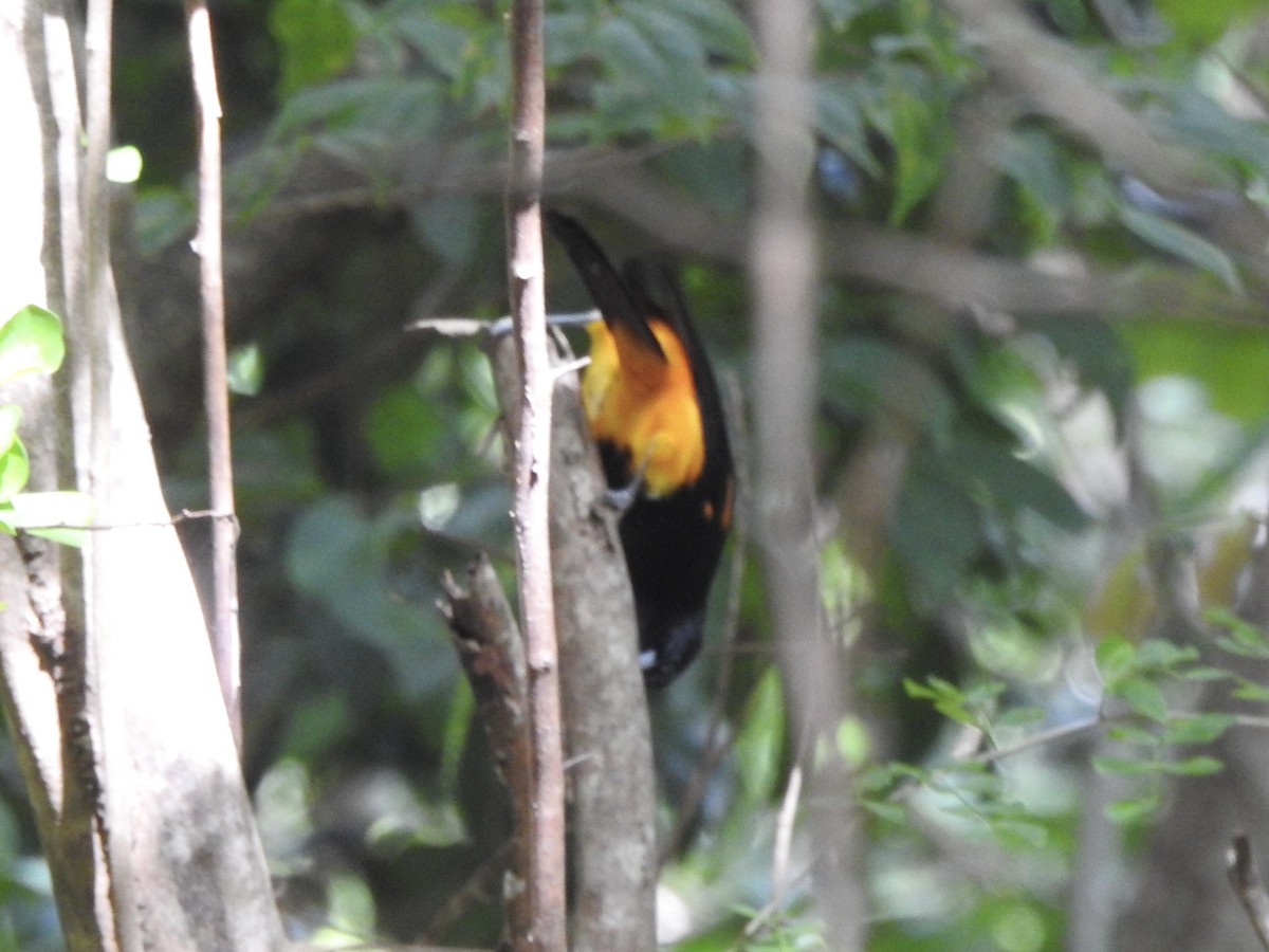 St. Lucia Oriole - ML626976240