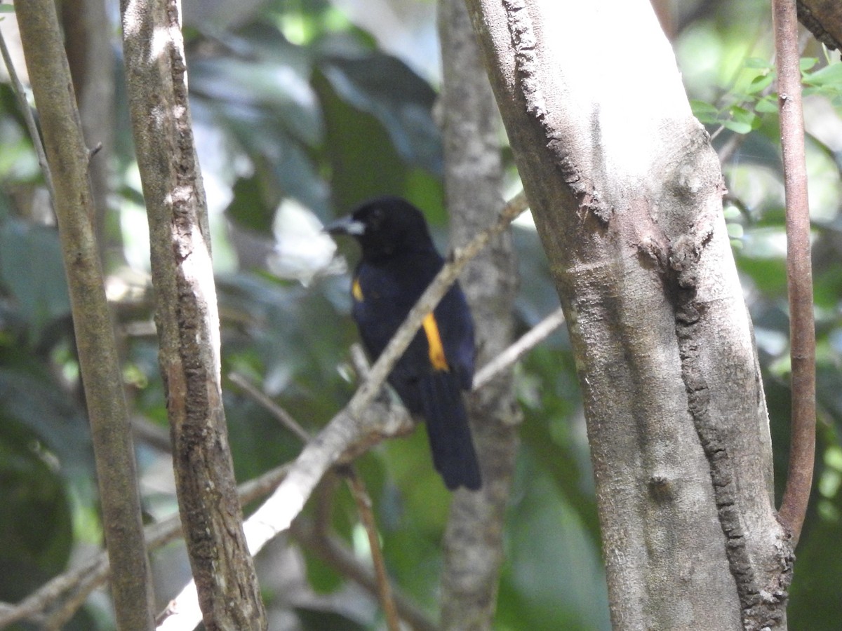 St. Lucia Oriole - ML626976241