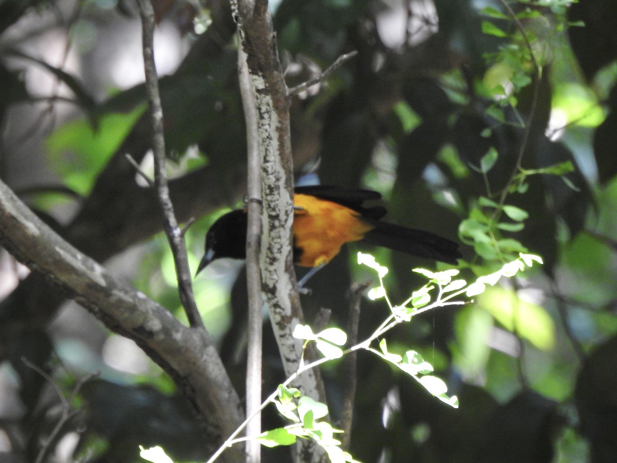 St. Lucia Oriole - ML626976242