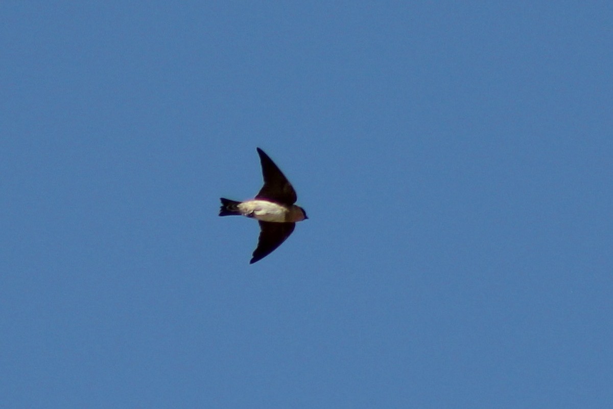 Cave Swallow - ML626976247