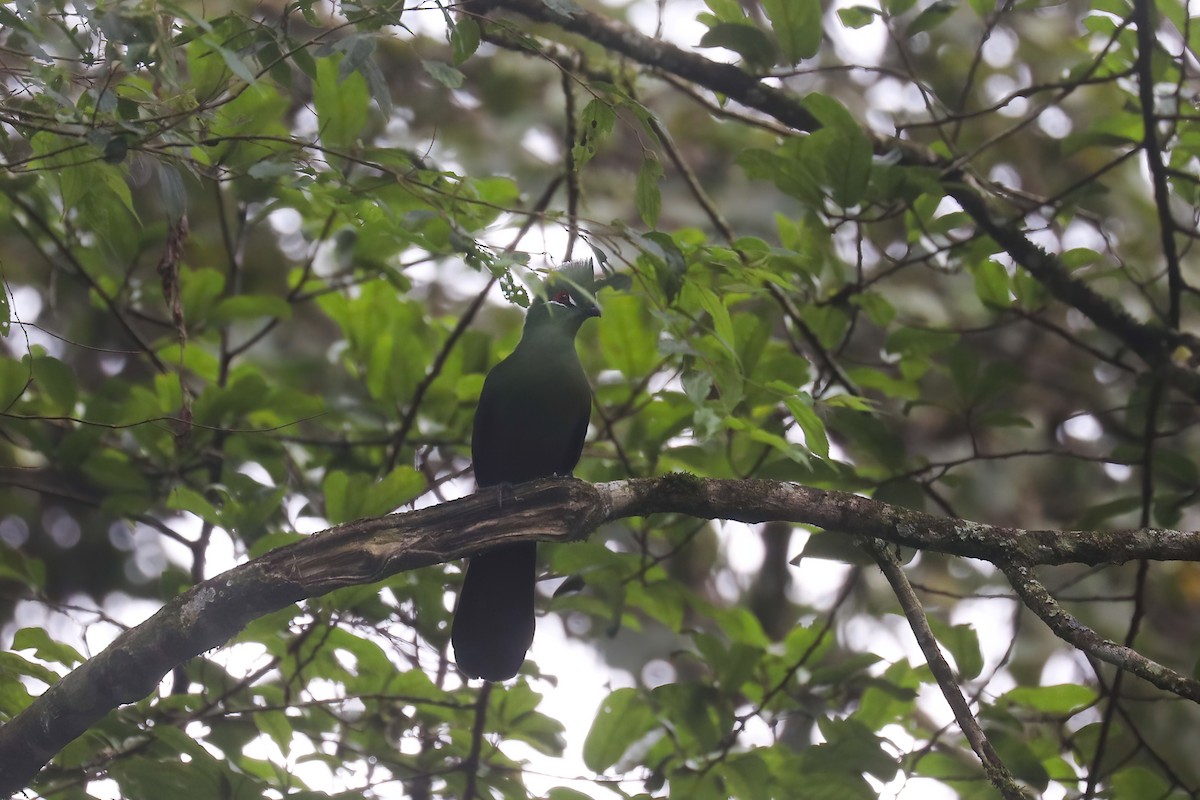 Black-billed Turaco - ML626976362