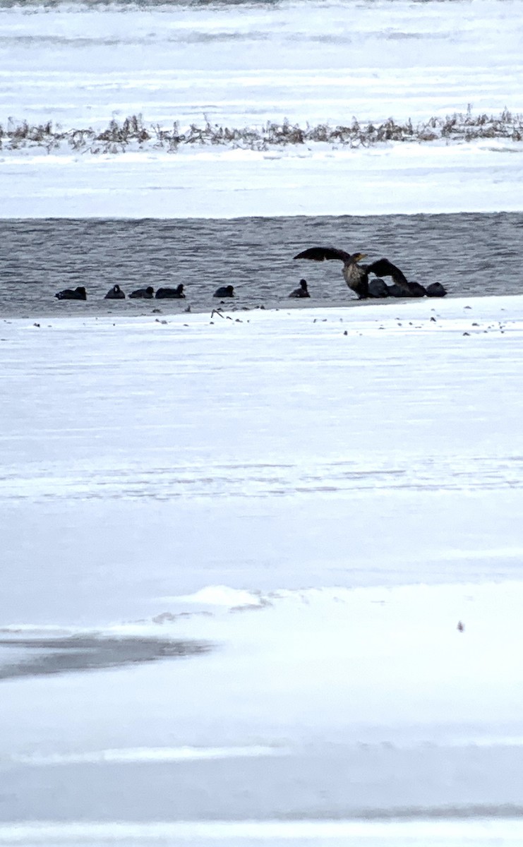 Double-crested Cormorant - ML626976433