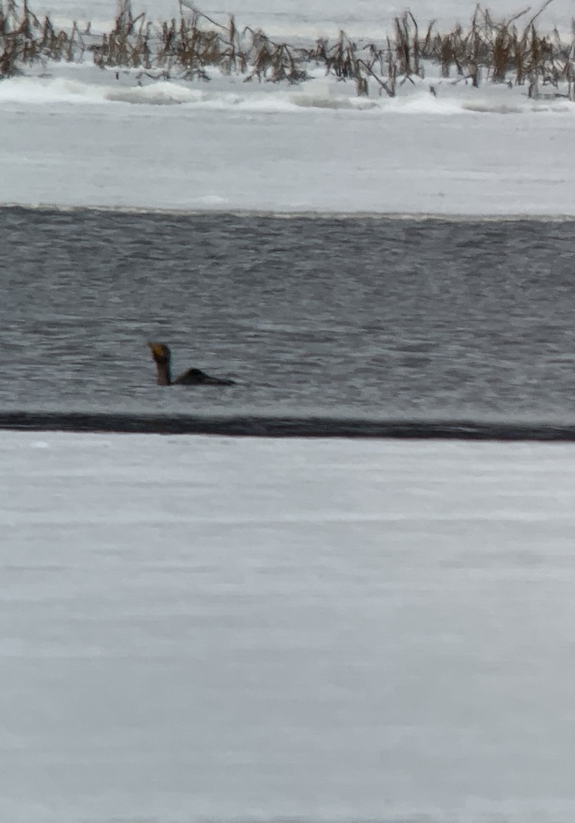 Double-crested Cormorant - ML626976434