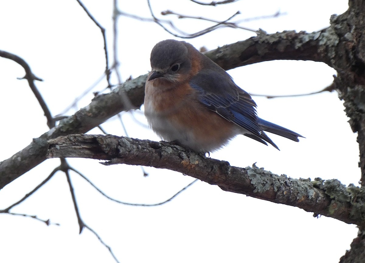 Eastern Bluebird - ML626976649