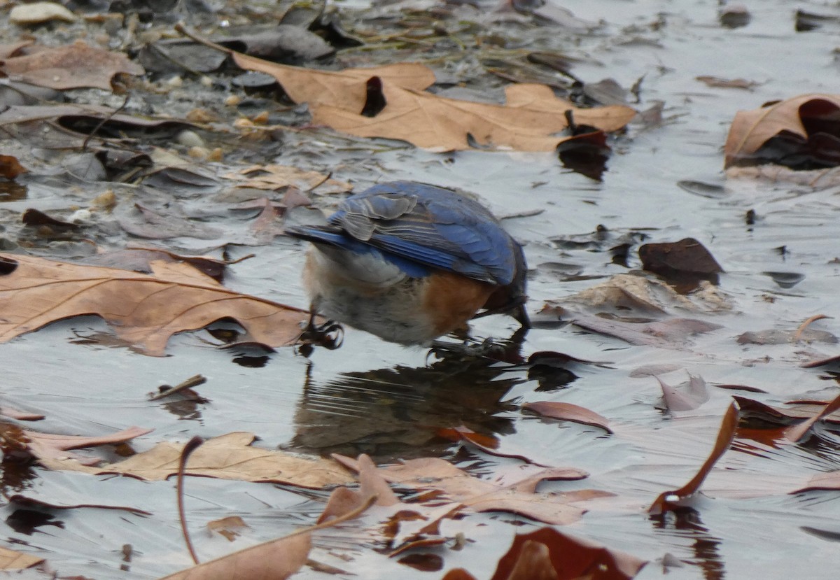 Eastern Bluebird - ML626976650