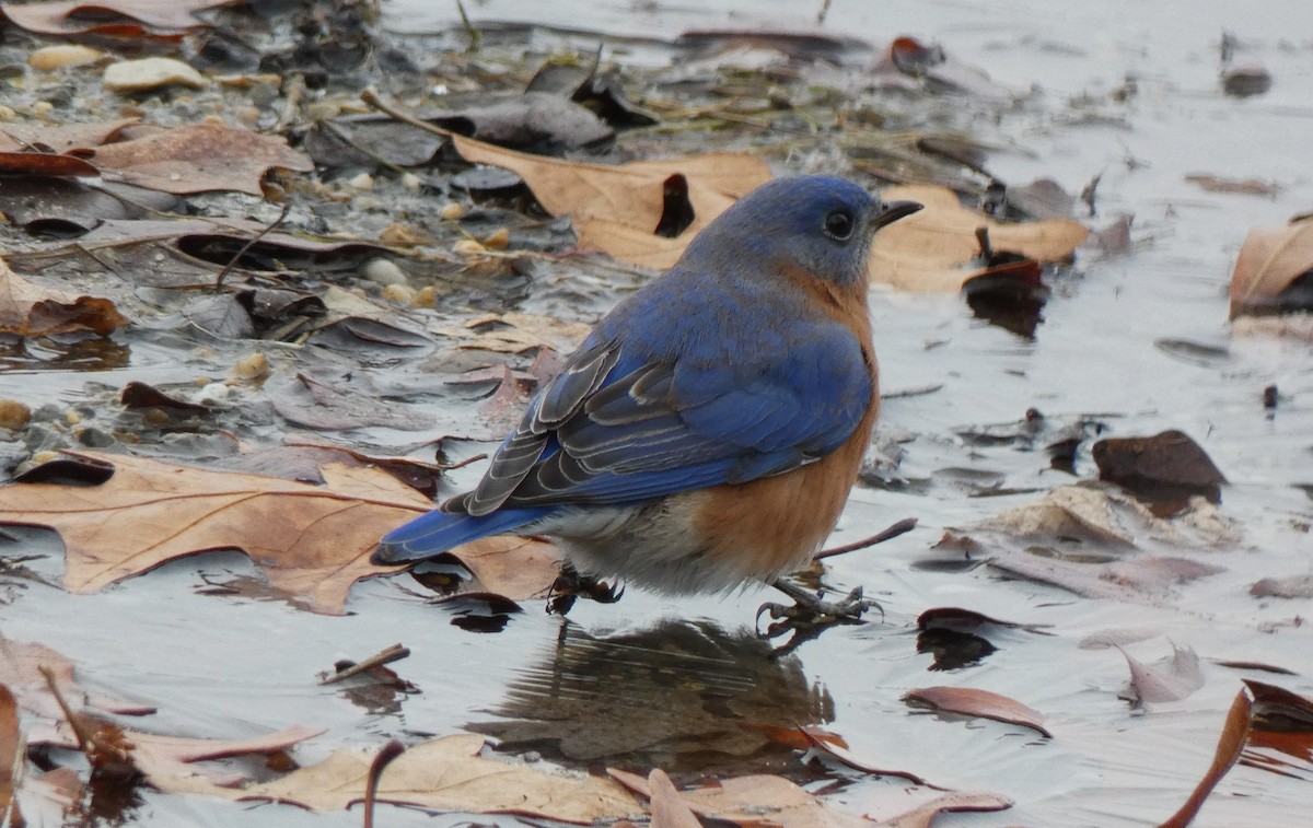 Eastern Bluebird - ML626976651