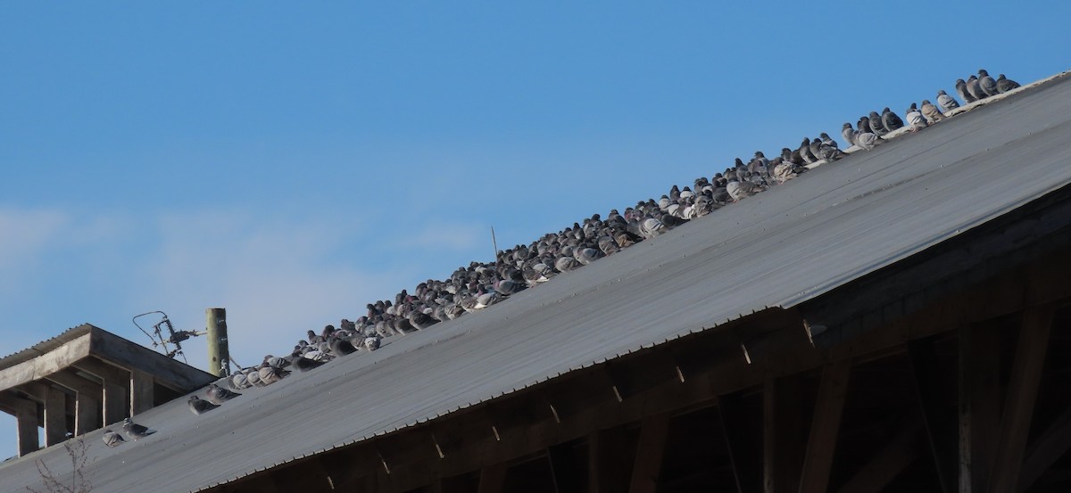 Pigeon biset (forme domestique) - ML626976936
