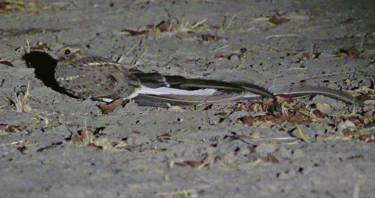 Pennant-winged Nightjar - ML626976944