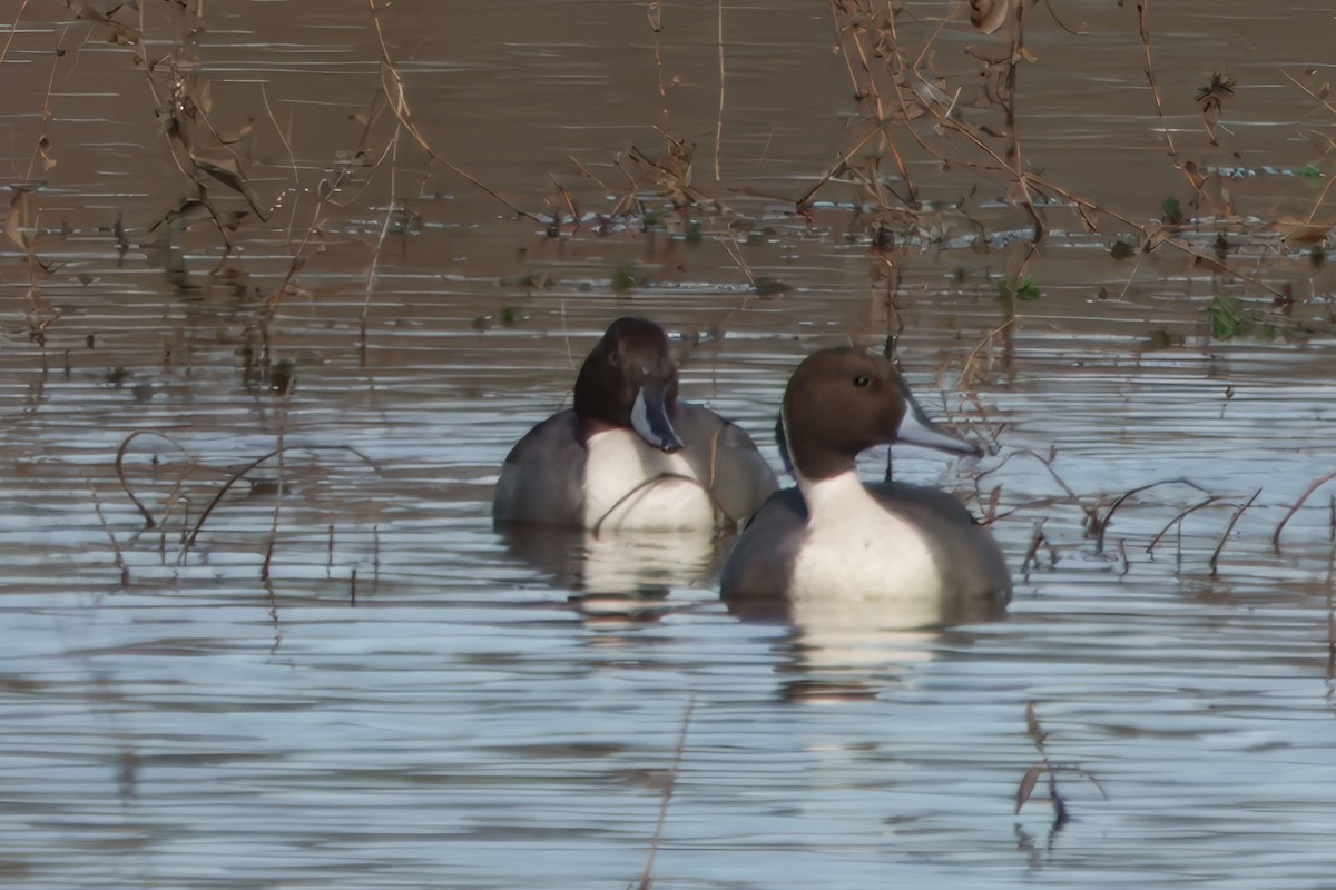Northern Pintail - ML626977005