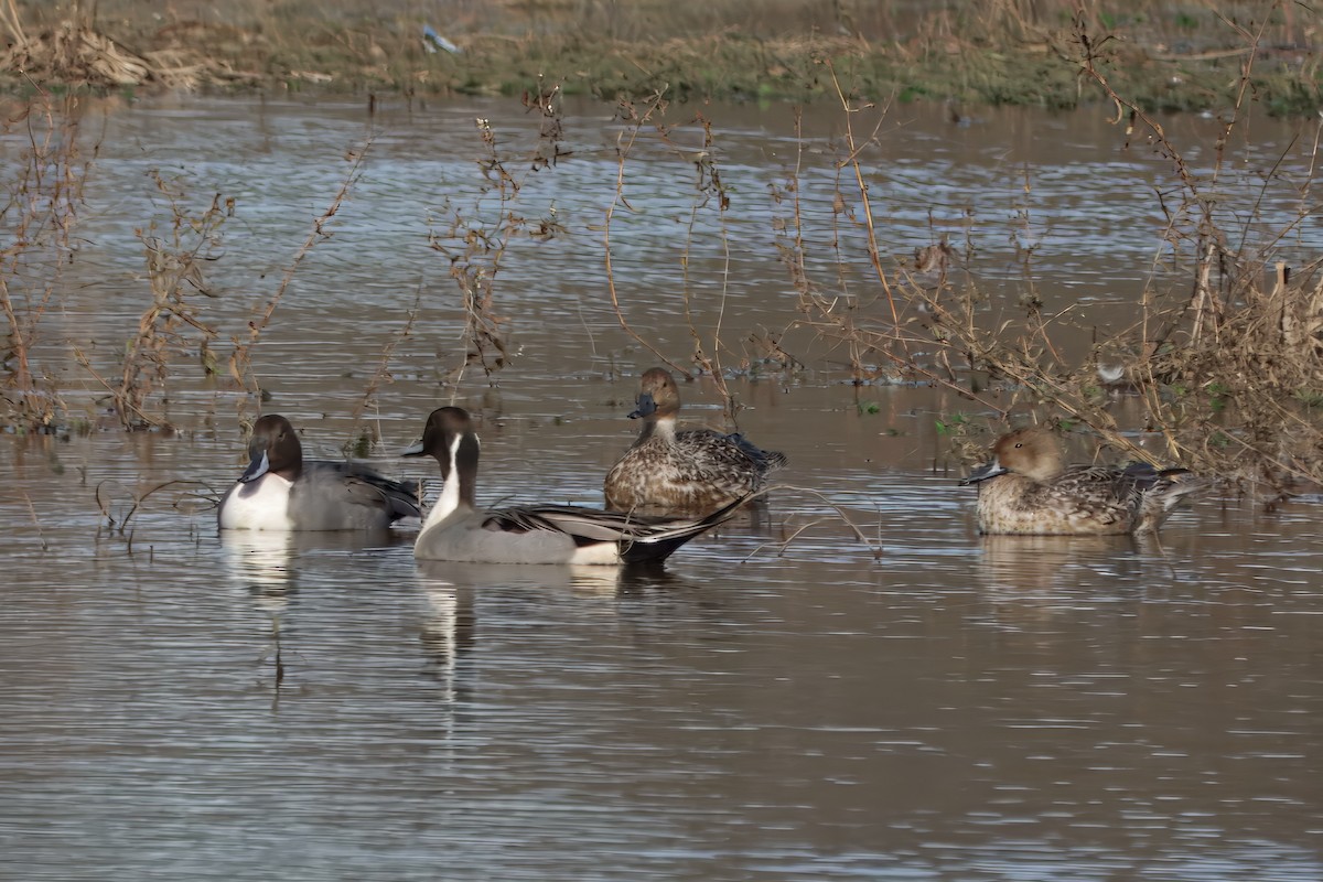 Northern Pintail - ML626977006