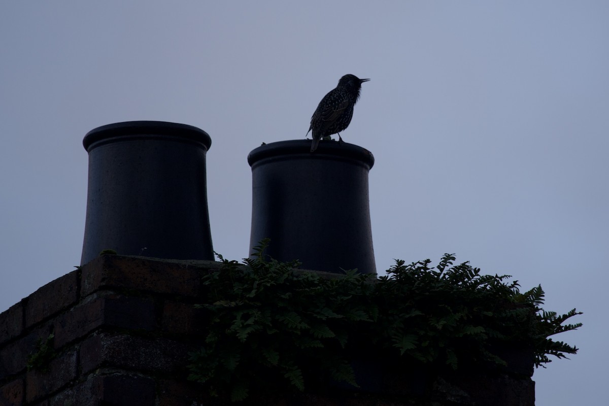 European Starling - Christina Colby