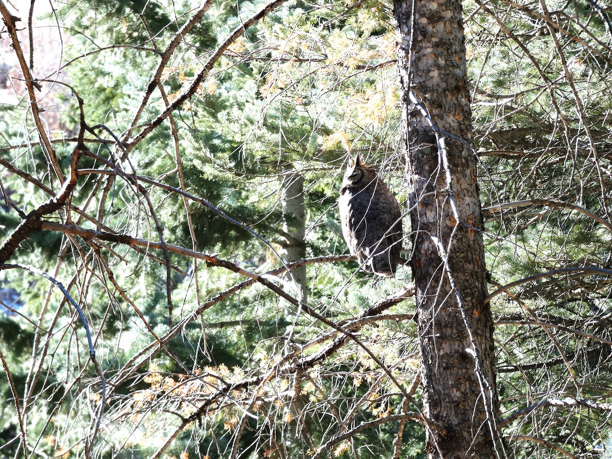 Great Horned Owl - ML626977367