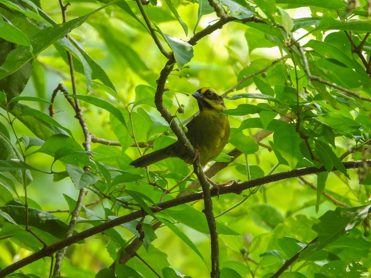 Yellow-striped Brushfinch - ML626977391