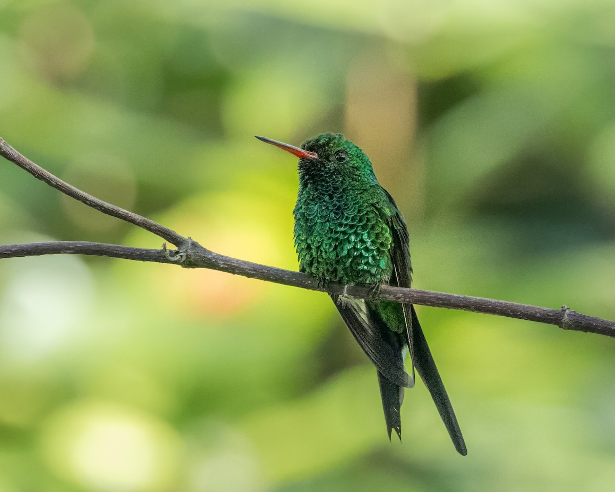 Cozumel Emerald - ML626977413