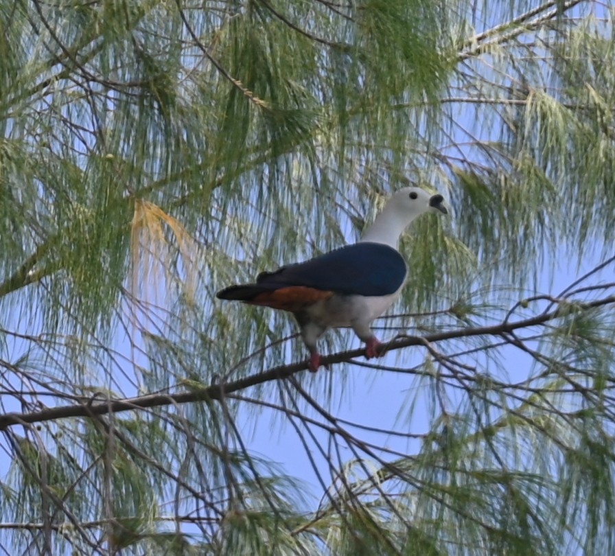 Spice Imperial-Pigeon - ML626977425