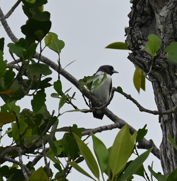 White-breasted Woodswallow - ML626977456