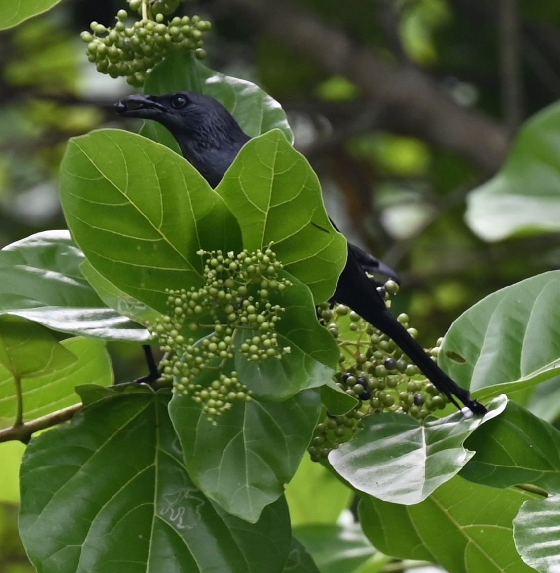 Moluccan Starling - ML626977469