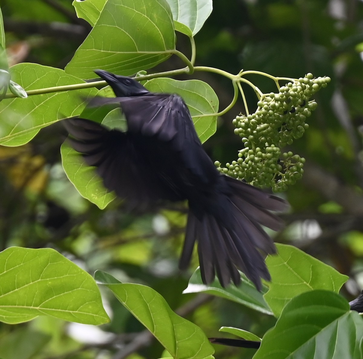 Moluccan Starling - ML626977470
