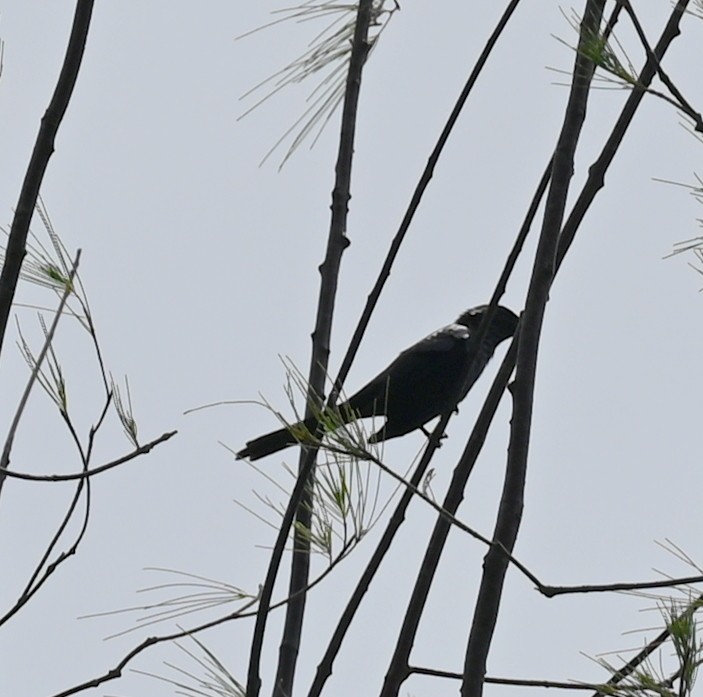 Metallic Starling - ML626977555