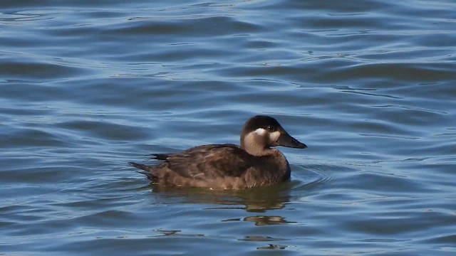Surf Scoter - ML626977730
