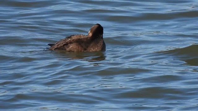 Surf Scoter - ML626977731