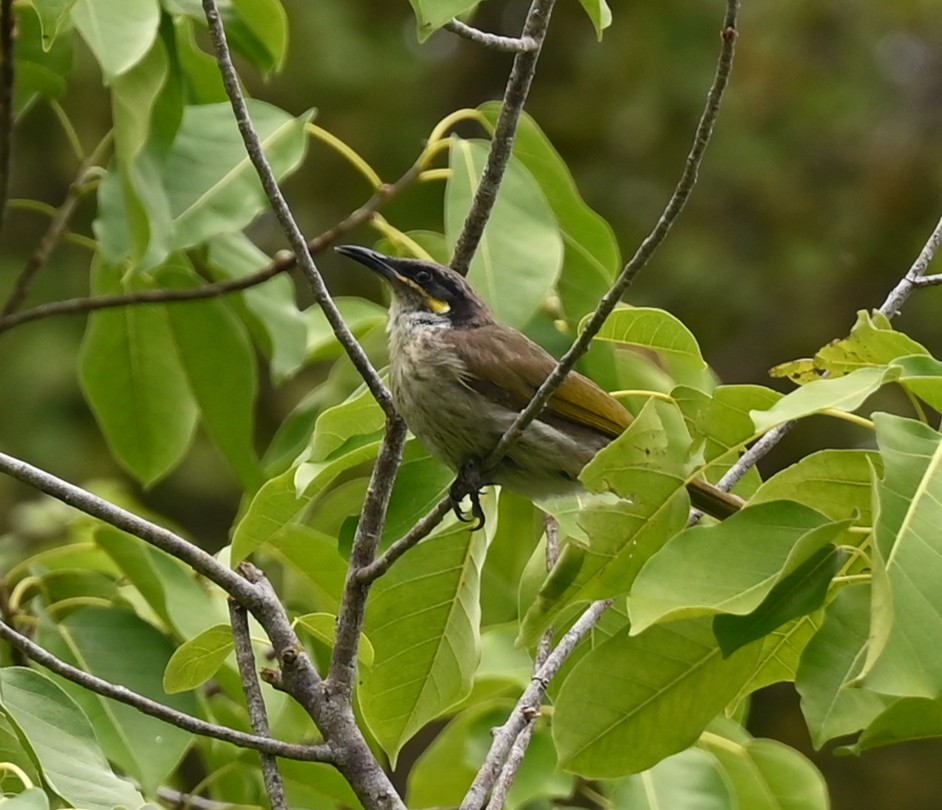 Varied Honeyeater - ML626977887