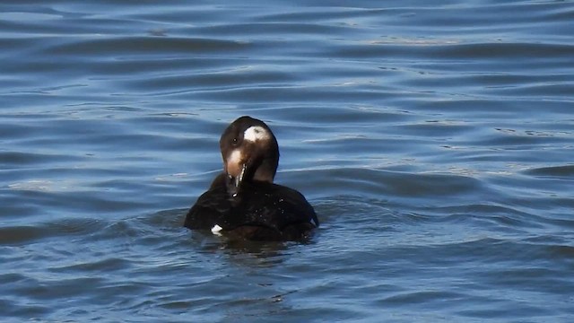 White-winged Scoter - ML626977917