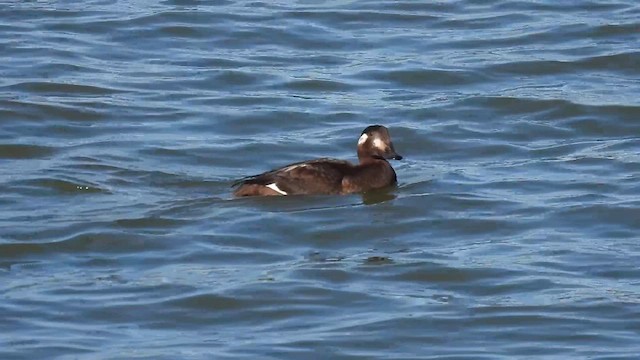 White-winged Scoter - ML626977918