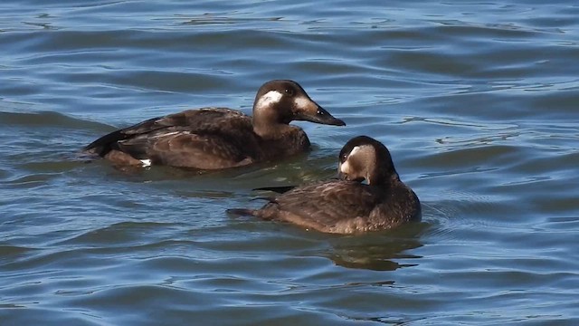 White-winged Scoter - ML626977919