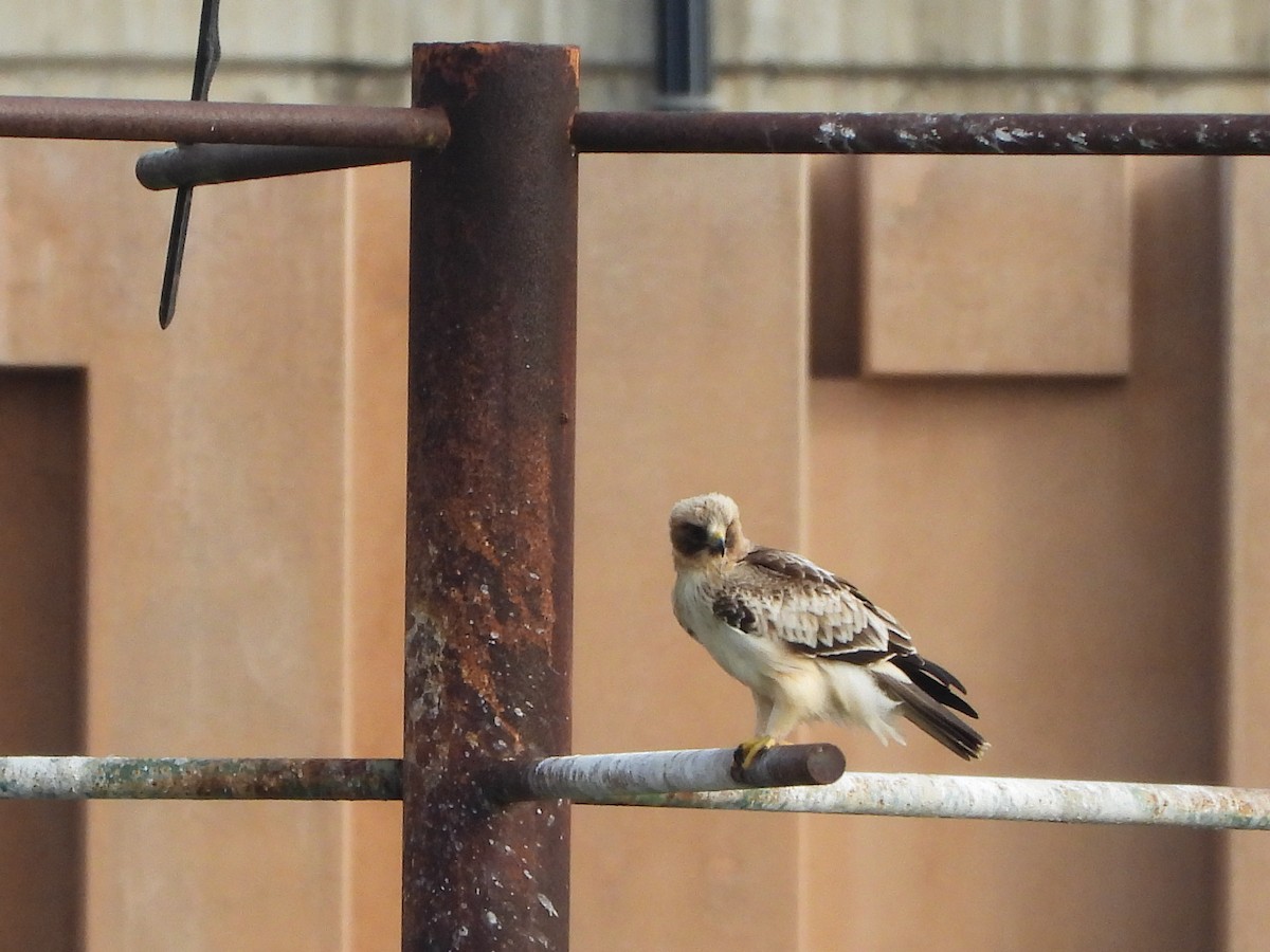 Águila Calzada - ML626977993