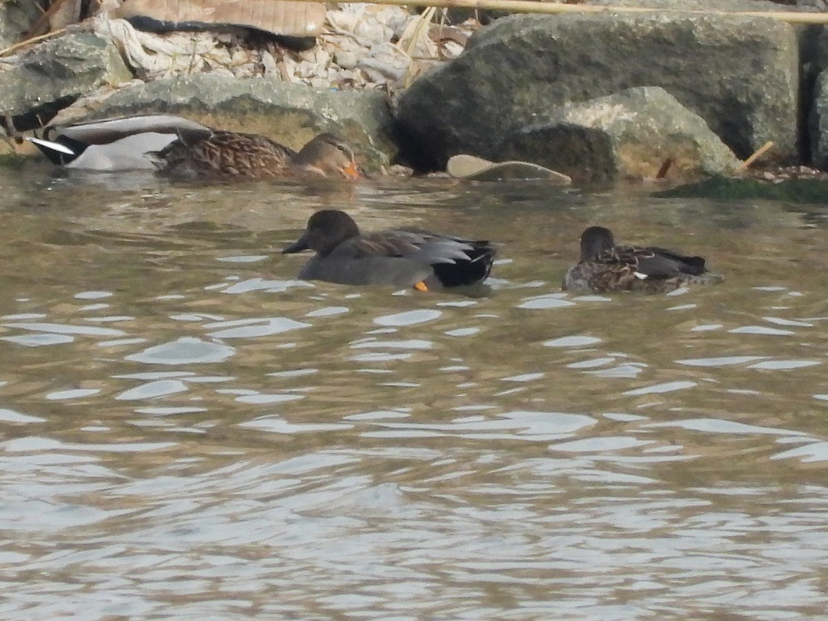 Ánade Friso - ML626978048